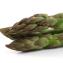 Asparagus officinalis