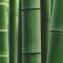 Phyllostachys edulis