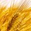 Hordeum vulgare