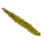 Brachypodium distachyon