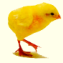 Gallus gallus