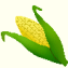 Zea mays