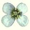 Arabidopsis thaliana