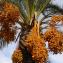 Phoenix dactylifera