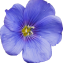 Linum usitatissimum