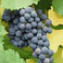 Vitis vinifera