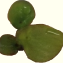 Spirodela polyrhiza