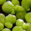 Lemna gibba