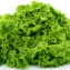 Lactuca sativa