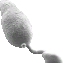 Magnaporthe oryzae