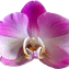 Phalaenopsis equestris