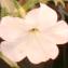 Petunia axillaris