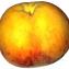 Prunus persica