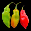 Capsicum annuum