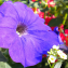 Petunia inflata