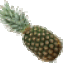 Ananas comosus