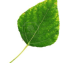 Populus trichocarpa