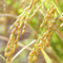 Oryza