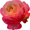 Rosa chinensis