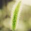 Setaria viridis