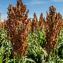 Sorghum bicolor