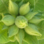 Nicotiana tabacum