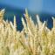 Aegilops tauschii