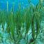 Zostera marina