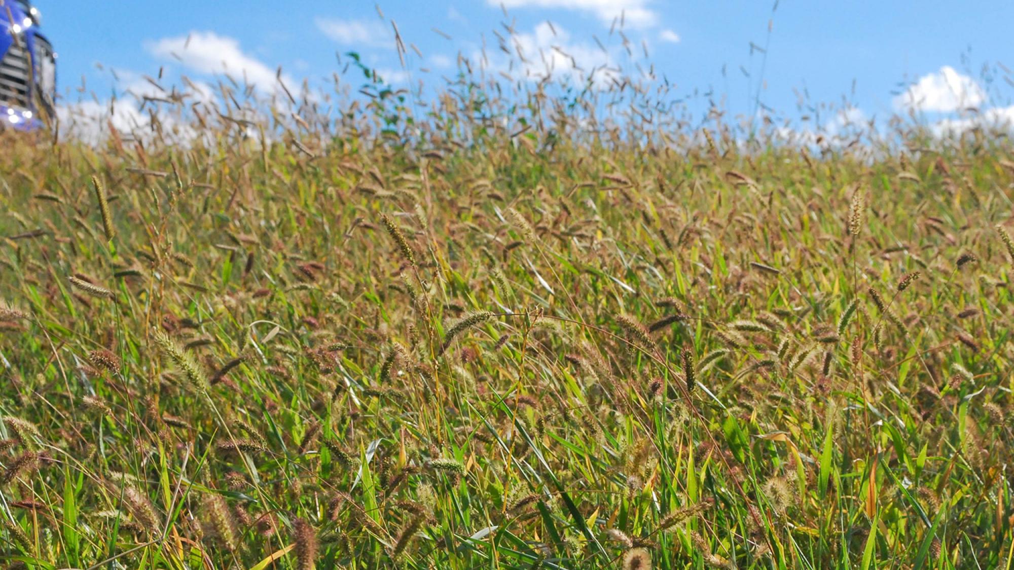 A wheat field