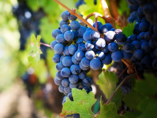 A grape vine