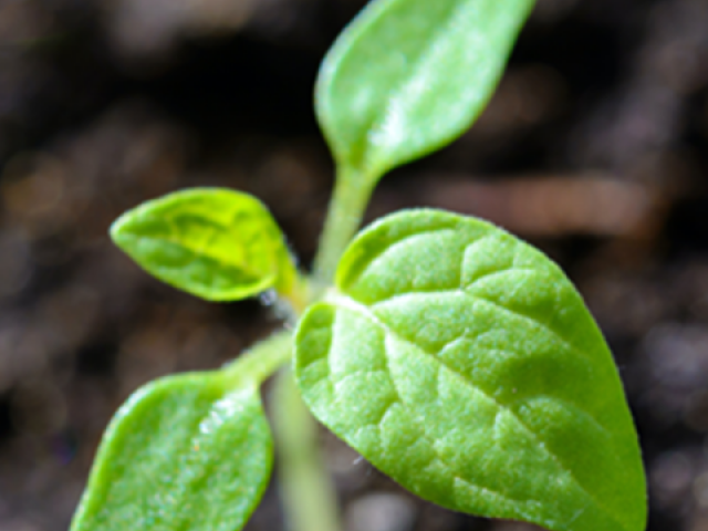 A leaf
