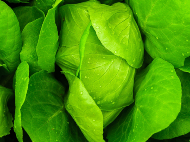 Lettuce