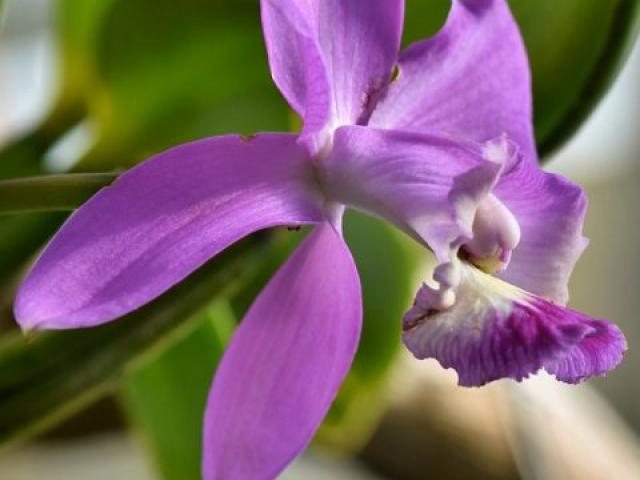 Orchid
